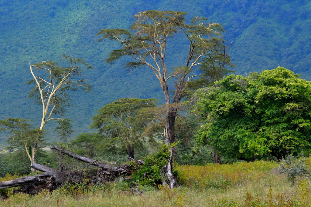 Ngorongoro Crater